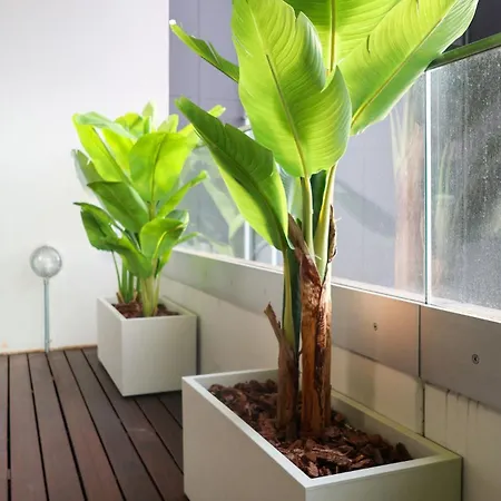 Jungle And Parking